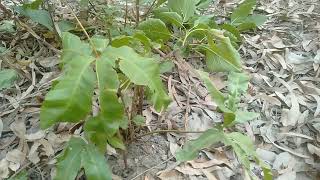 कमरज क पहचन कम उततजन बलवरधक वरय गढ पन सजवन जड बट