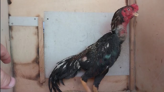 Lashadi qizni sikyapti