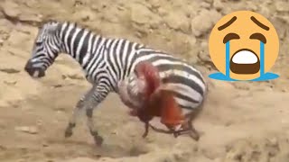 Mengerikan !!! gigitan buaya yang mencabik-cabik perut kuda zebra