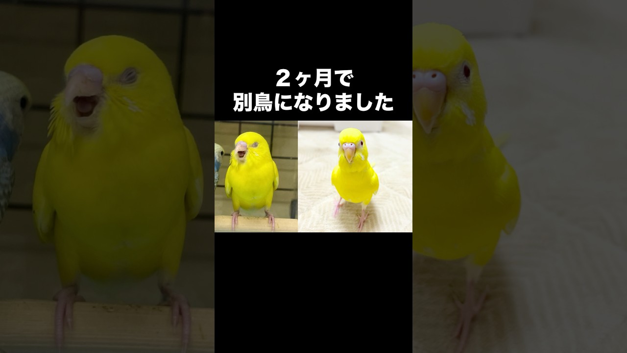2ヶ月で別鳥になりました🐥