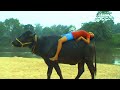 How to ride on a buffalo? Girl Riding a Buffalo
