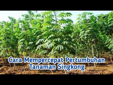 Video: Akar Ubi Kayu: Petua Untuk Menanam Tanaman Ubi Kayu Yuca