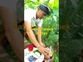 Rahina Tumpek Wariga/Ubuh/Bubuh Talas Beneng Bali Taro Thecatheco Farmfamily