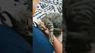 he's scratched me up so badly#cat#badcat#equestrianjourney