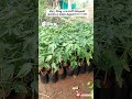 #shorts ரெட் லேடி #8825771588 #redlady #redladypapaya #framing #gardening #trending #video #reels