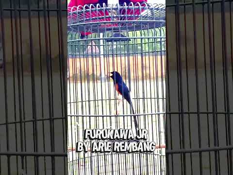 MURAI BATU MATERI MEWAH