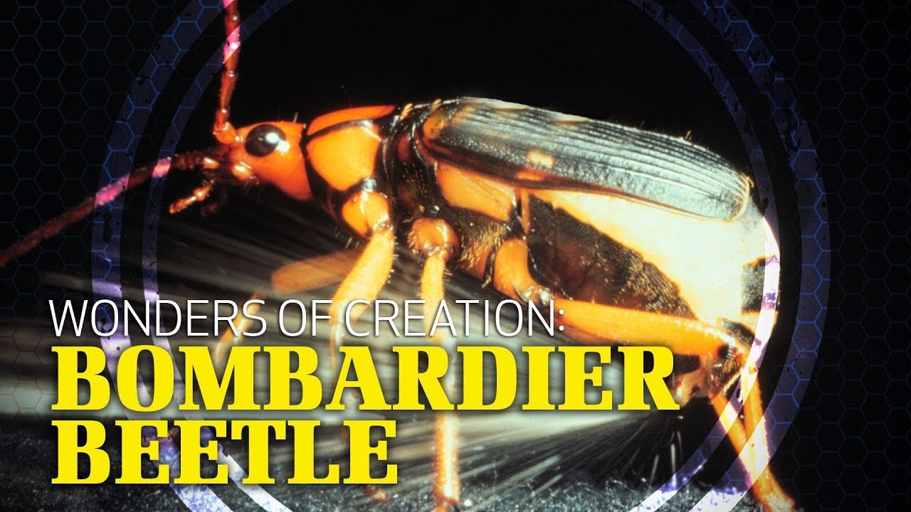 Wonders of Creation Bombardier Beetle YouTube