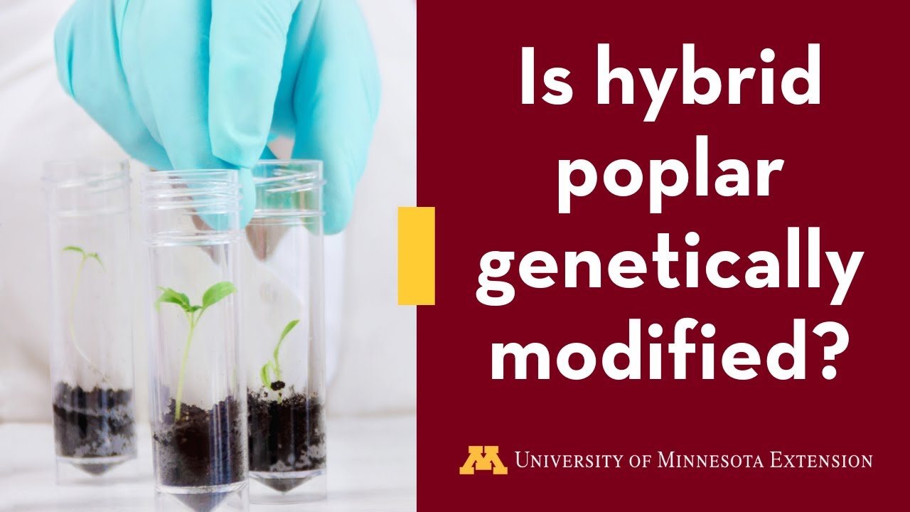 Are NRRI Hybrid Poplars Genetically Modified?