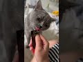 Mukbang