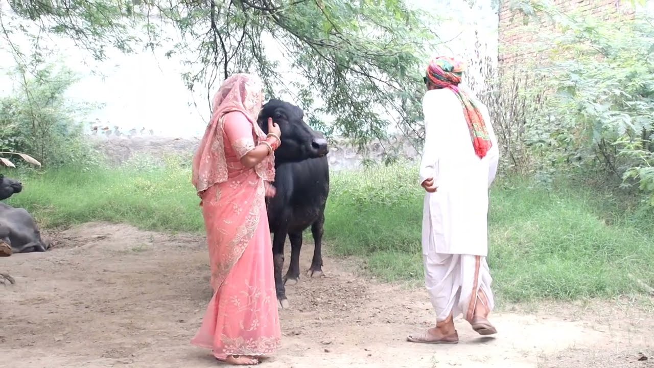 भैंस खरीदने के चक्कर में लुगाई को खारीदा||Dhanni tau ki comedy jhutharam ki comedy Puja||2025||