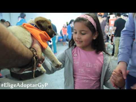 Fundación Garras y Patas. Jornada de Adopción. #EligeAdoptarGyP || Azúcar audiovisual