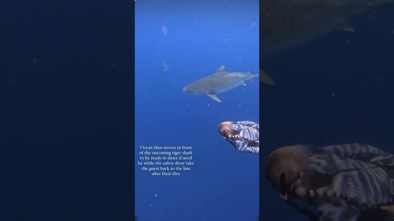 Tiger shark dive with One Ocean Diving🦈❤️ 
