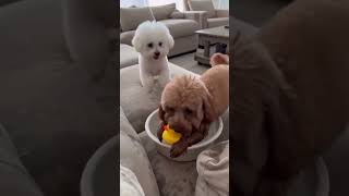 cite and funny dog #cutedog #funnydog #cute #dogs #funnypets