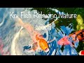 [4K] Beautiful Relaxing Nature sounds with Japanese Koi Carp Fish.