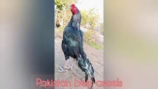 Mushka Aseel Hobby Set Up