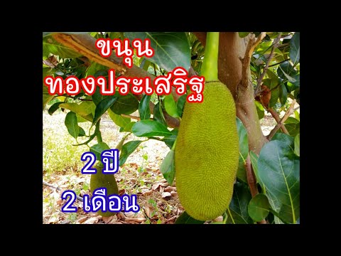 ขนุน ทองประเสริฐ 2 ปี ติดลูกแล้วนะ