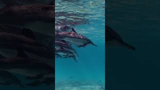 Dolphin Awareness Day 🐬