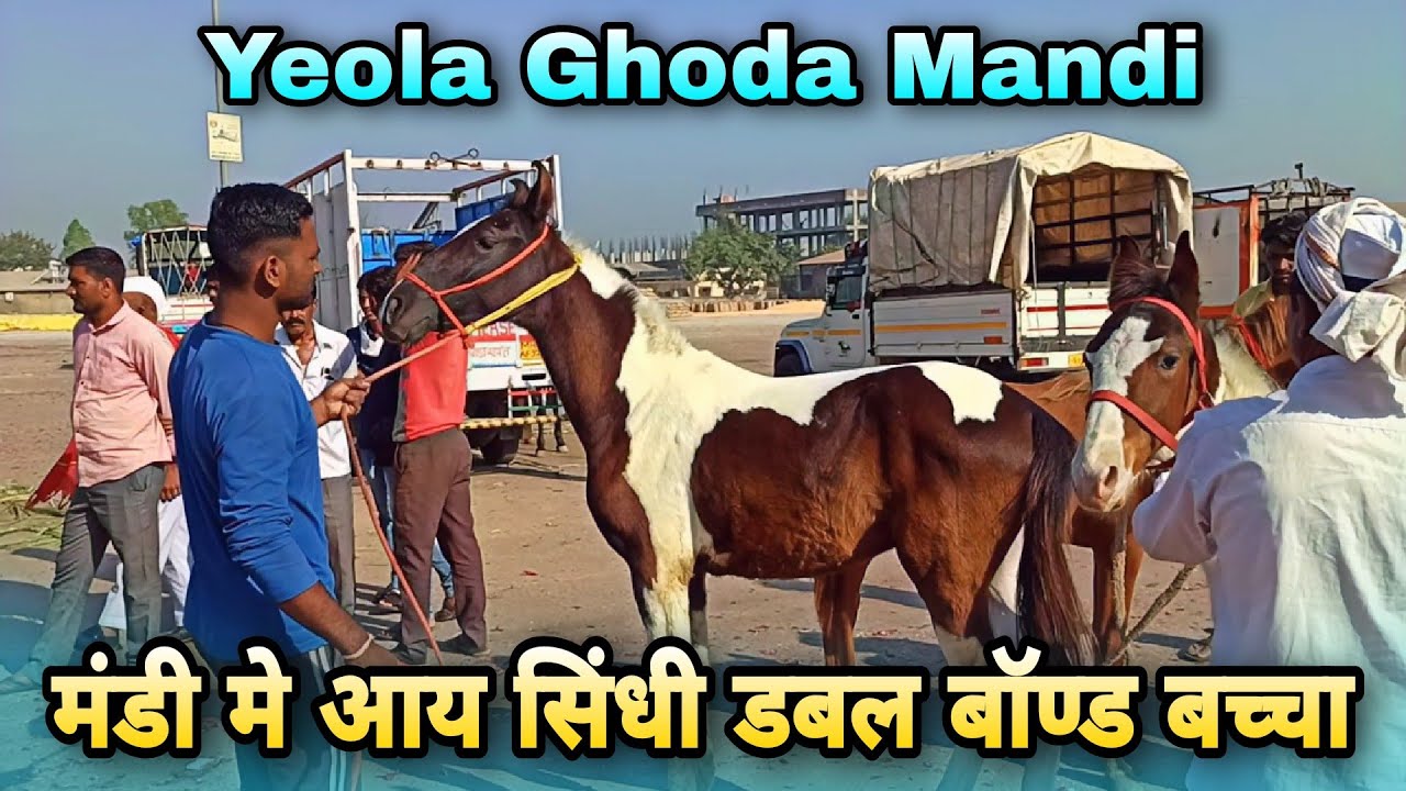 येवला मे आयी आज लोकल व्यापारी की गाडी।।4 बडीया बच्चे लाये मंडी मे।।Yeola Horse Market Video