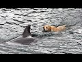 Tory Island Dog & Dolphin