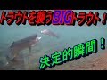【衝撃】トラウトを襲うBIGトラウト！　決定的瞬間！[Impact] BIG trout attacking trout Decisive moment