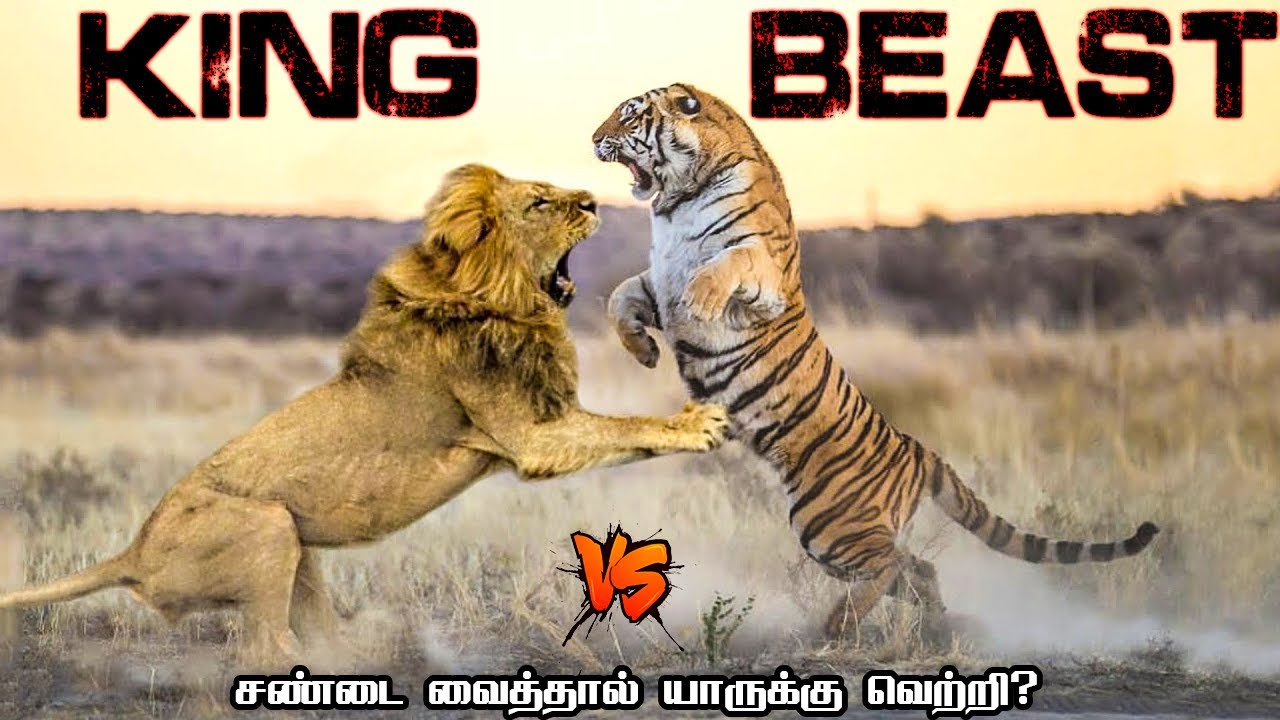 African Lion vs Bengal Tiger in tamil | ஆப்ரிக்க சிங்கம் vs வங்காள புலி 