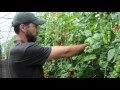 How to Prune Greenhouse Tomatoes