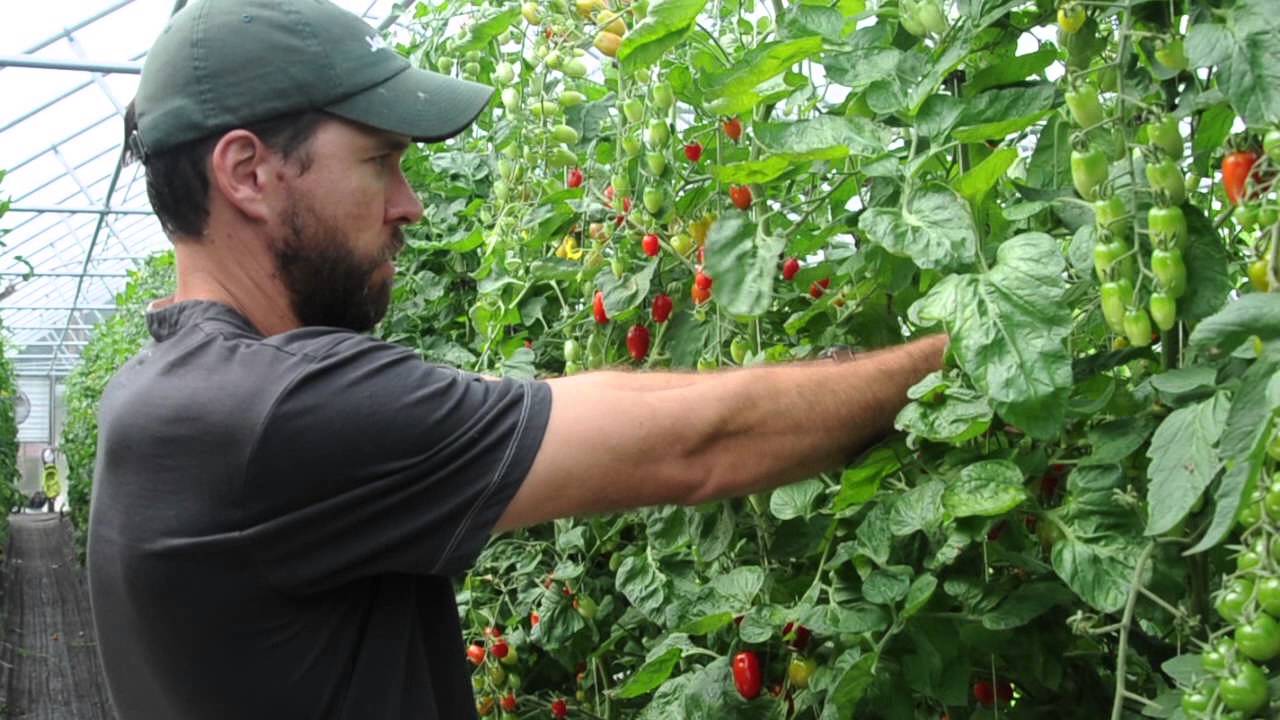 How to Prune Greenhouse Tomatoes