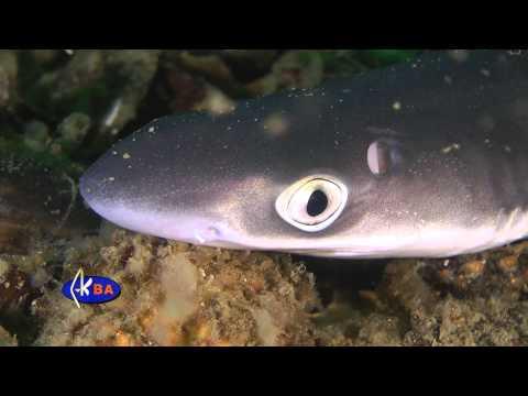 วีดีโอ: Shark katran: ผู้อยู่อาศัยที่ปลอดภัยของทะเลดำ