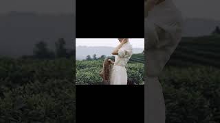 Drone-View Tea Garden: A Sip of Serenity