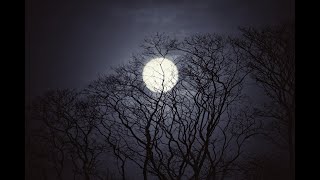 [Jungle Atmosphere Late Night Ambient] Sound Effect