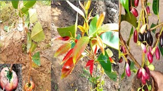 New and Unique skill Java plum tree Growing in faster.