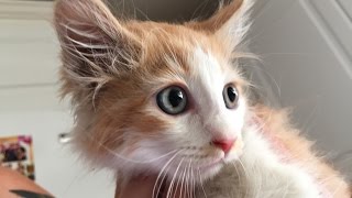Operation Cali The Kitten Rescue