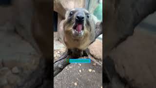 The Hyrax: The World's Most Interesting Animal?