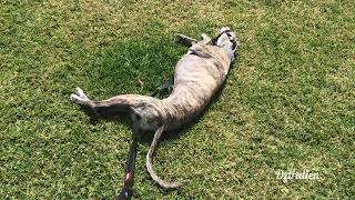 Rolling in the grass after a walk - Roscoe the whippet by Oztralien 315 views 2 years ago 1 minute, 51 seconds