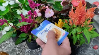 Ants have been disappearing for 30 years! This keeps the ants away!