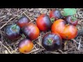 Сорт томата "Красный уголь"