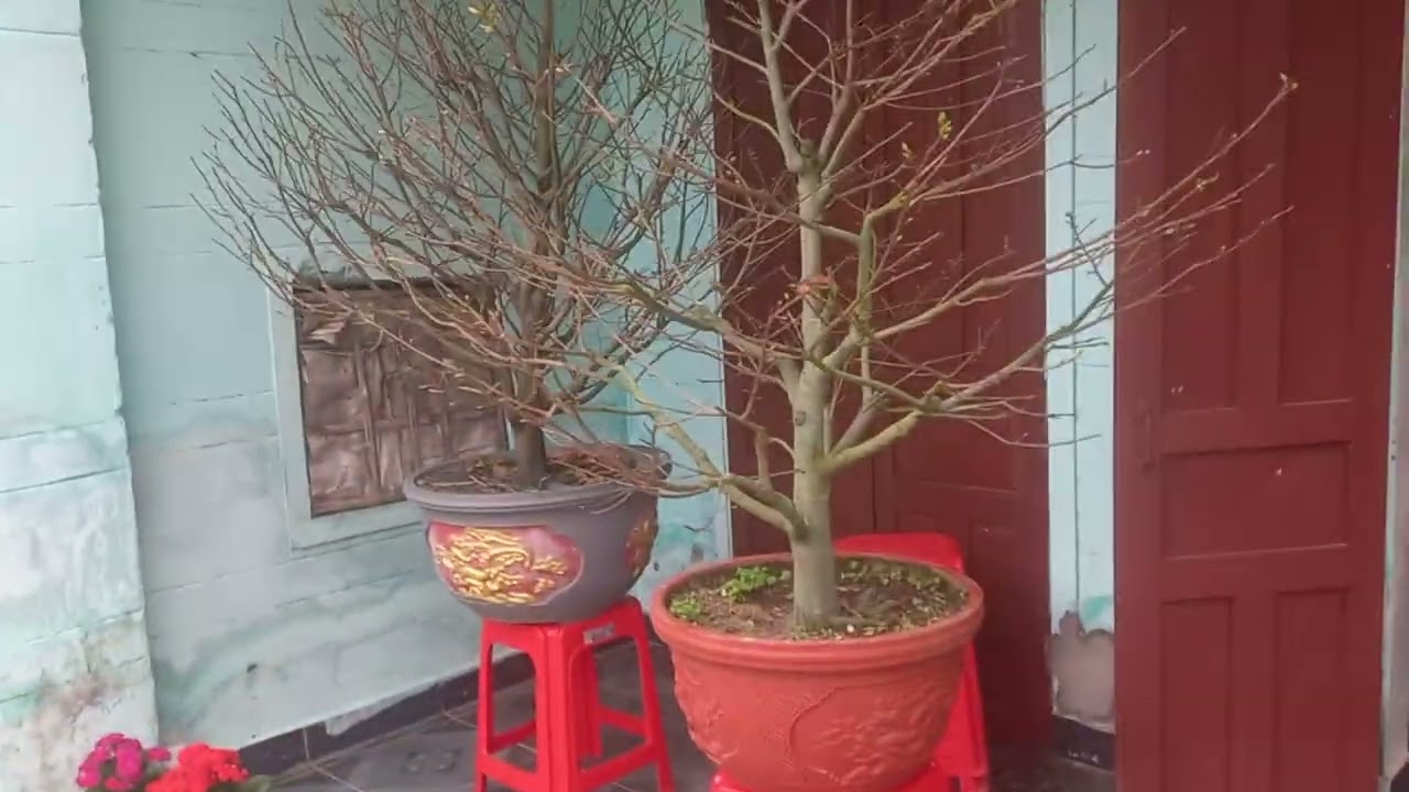 Xem nụ 19 ngày lặt lá, mai miền trung 