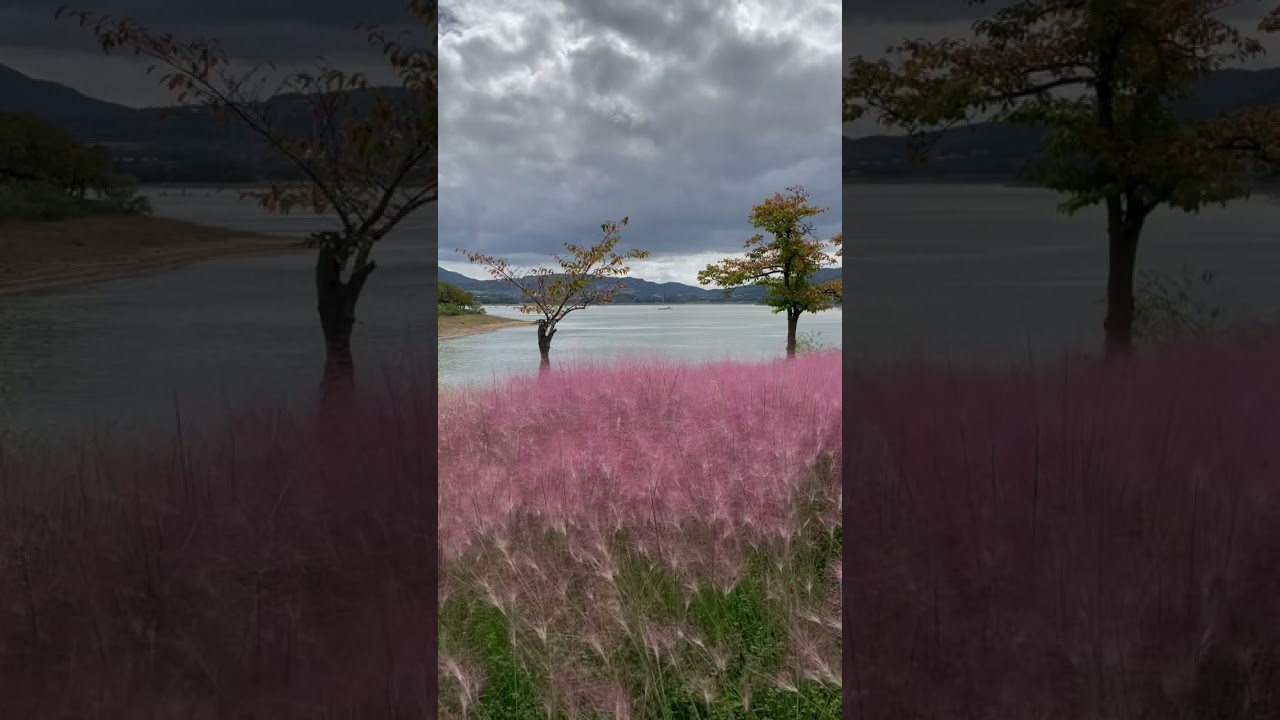 보문호 핑크뮬리가 가을을 만났다 #shorts