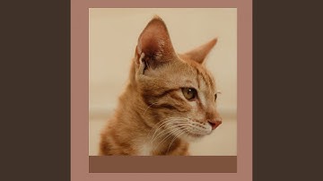 Pulsating Backdrops for Happy Cat