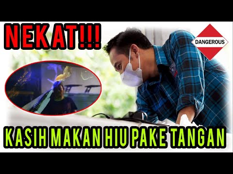 NEKAT! KASIH MAKAN IKAN HIU PAKE TANGAN