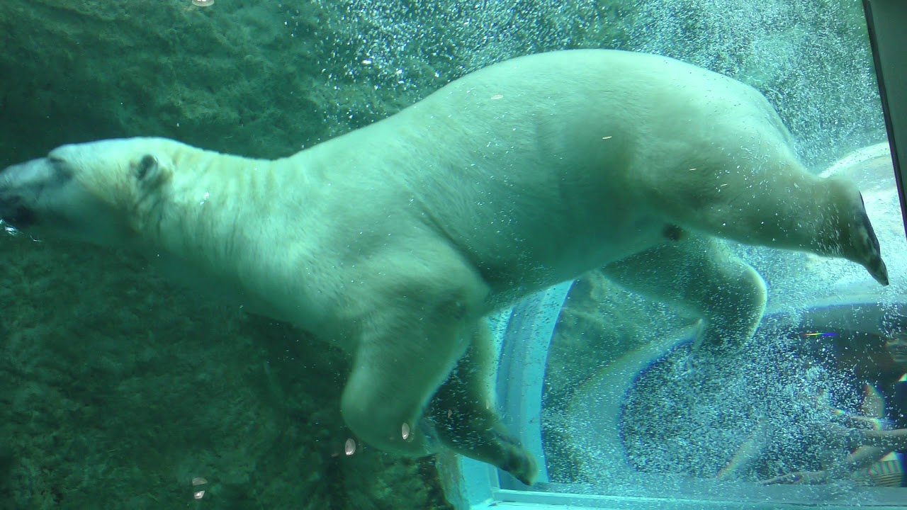 Polar bear (Shizuoka Municipal Nihondaira Zoo, Shizuoka, Japan