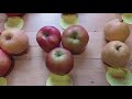 Видеообзор яблок и груш в декабре. II часть. Все плюсы и минусы яблок для зимнего хранения