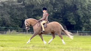 Celton Avallon Junior Small Breeds Winner Hambleton Show 2022