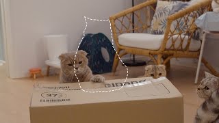 Vanishing Cat Magic Trick by 수리노을SuriNoel 40,479 views 1 year ago 4 minutes, 42 seconds