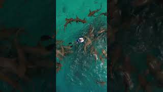 Man's Adventurous Swim with Sharks