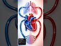 Heart circulation ❤️🫀 | Blood flow through heart & lungs in easiest way ✨