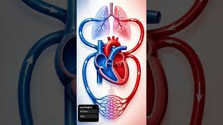 Heart circulation ❤️🫀 | Blood flow through heart &amp; lungs in easiest way ✨
