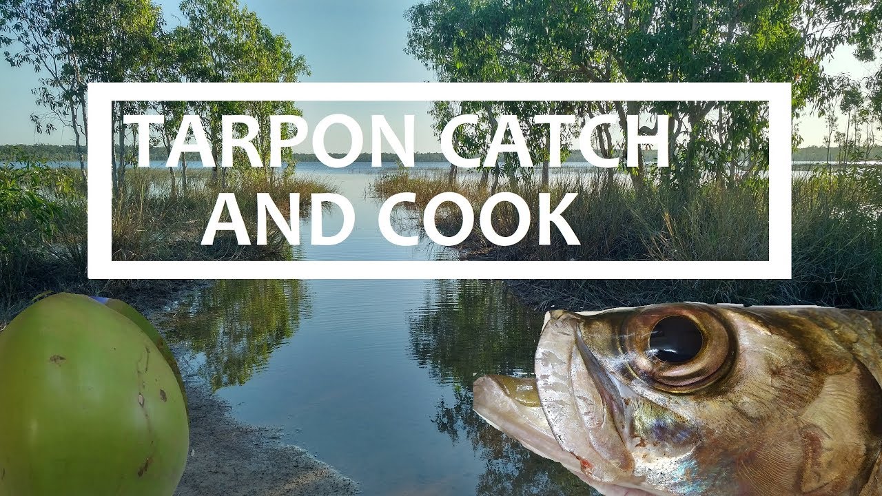 Tarpon OxEye Herring Catch and Cook + COCONUT Bonus YouTube