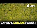 The Mysterious Suicide Forest 124 The Mysterious Suicide Forest 124