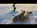 Налим на поставушку, на ерша / Обь / Ice Fishing from Siberia / Burbot